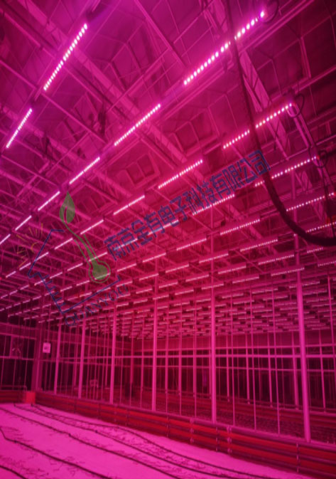 先正達(dá)種業(yè)補(bǔ)光燈項(xiàng)目